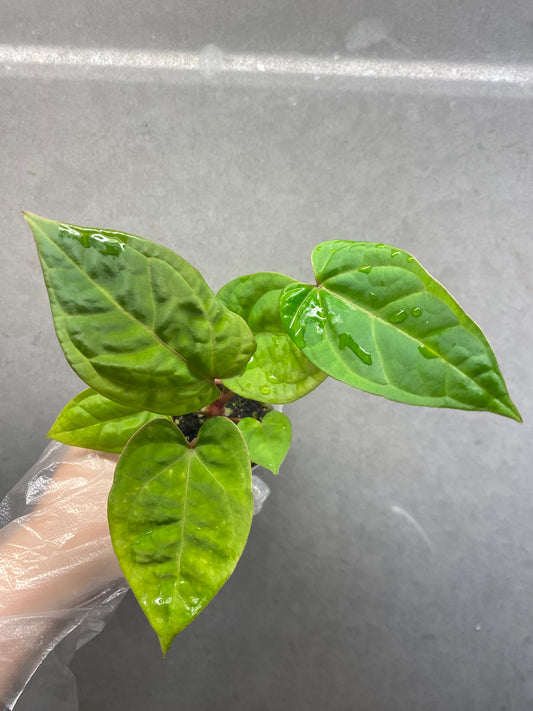 Red Crystallinum * KOS × Bvep Anthurium