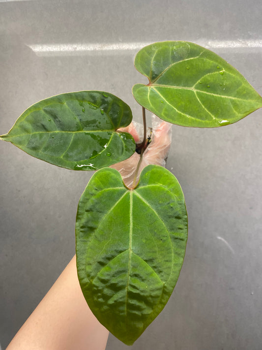 Red Crystallinum * KOS × Bvep Anthurium