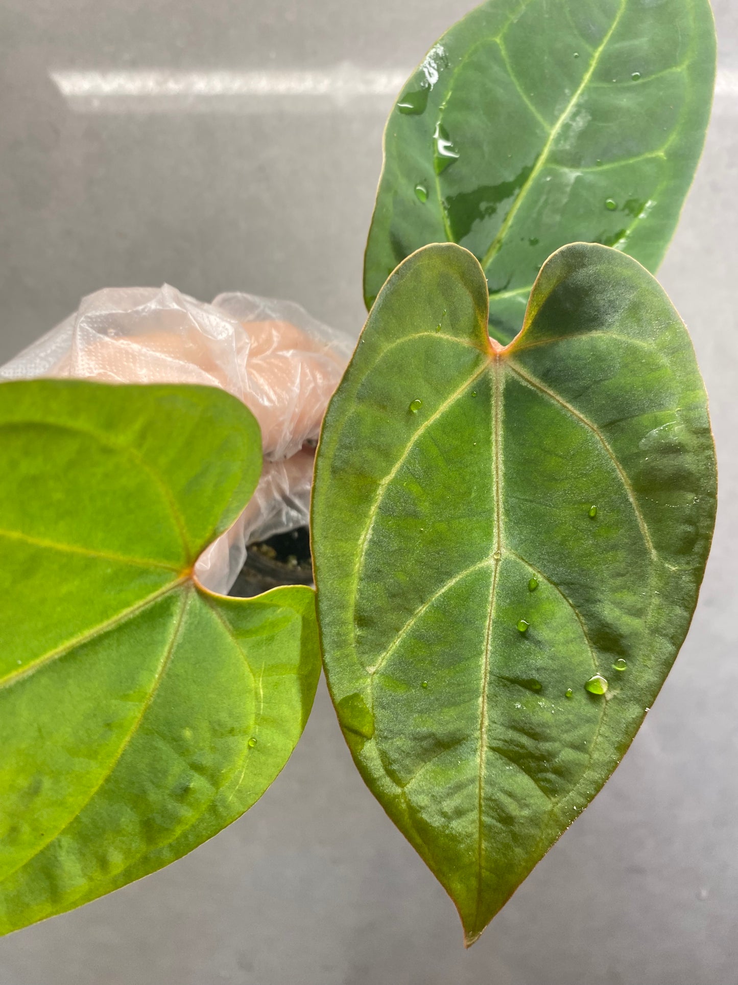 Red Crystallinum * KOS × Bvep Anthurium