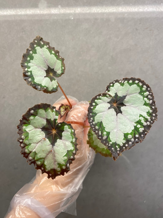🌿 Begonia 'Dolce Vita'