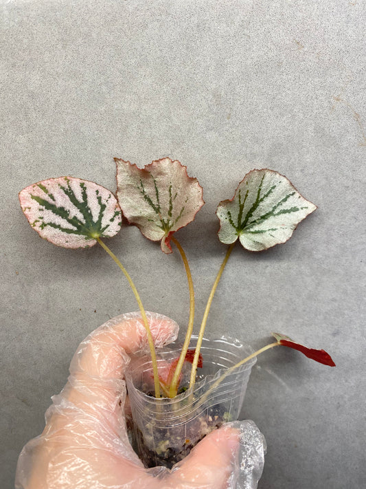 🌿 Begonia 'Martin Mystery'