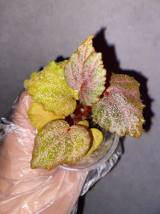🌿 Begonia 'Robin