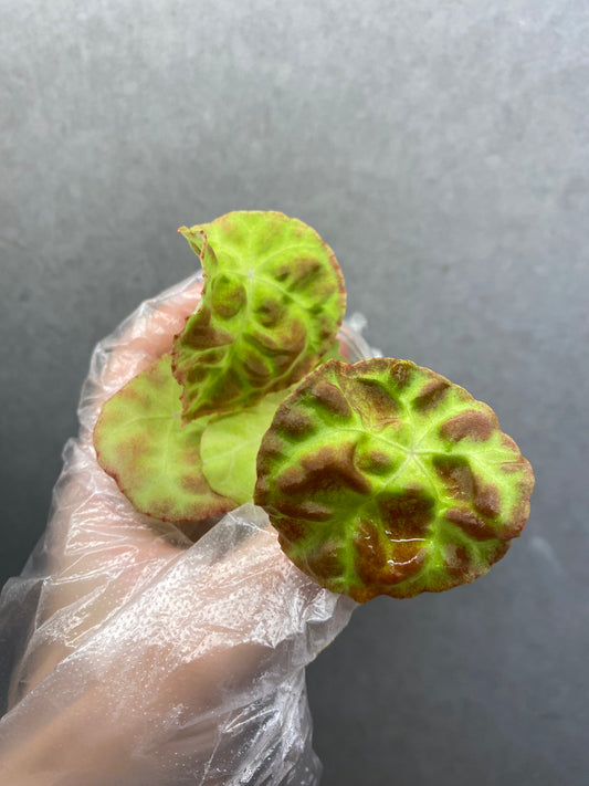 Begonia goegoensis