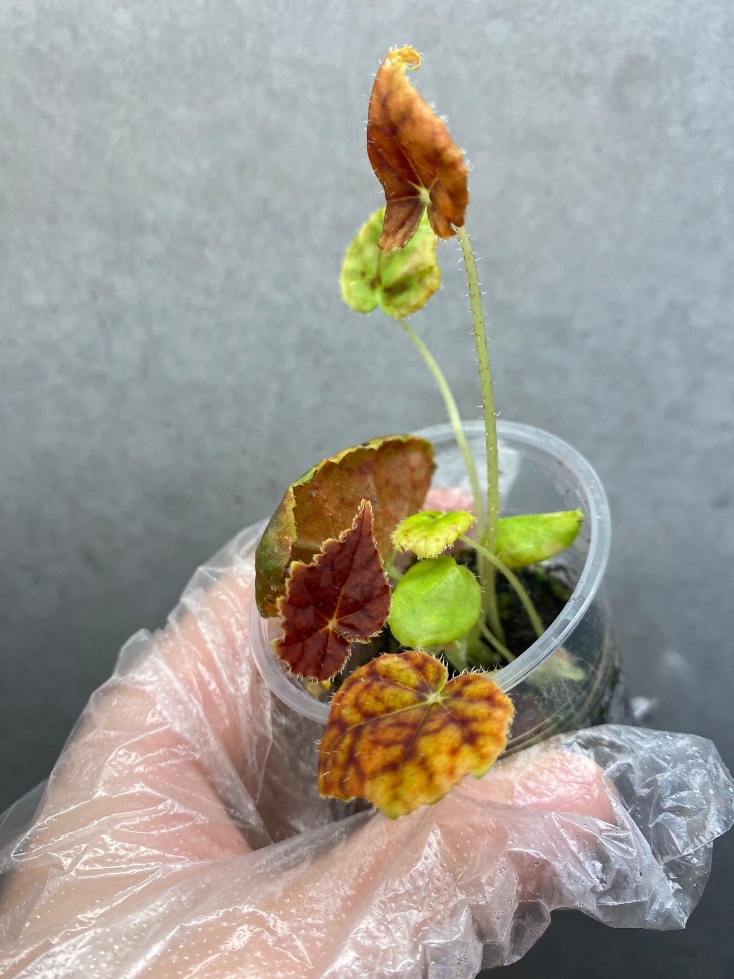 Begonia 'Autumn Ember'