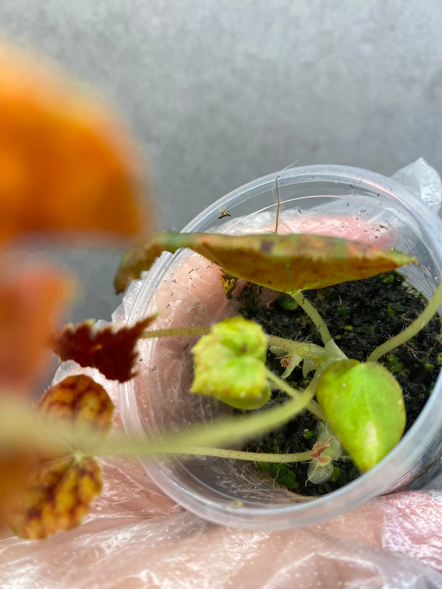 Begonia 'Autumn Ember'