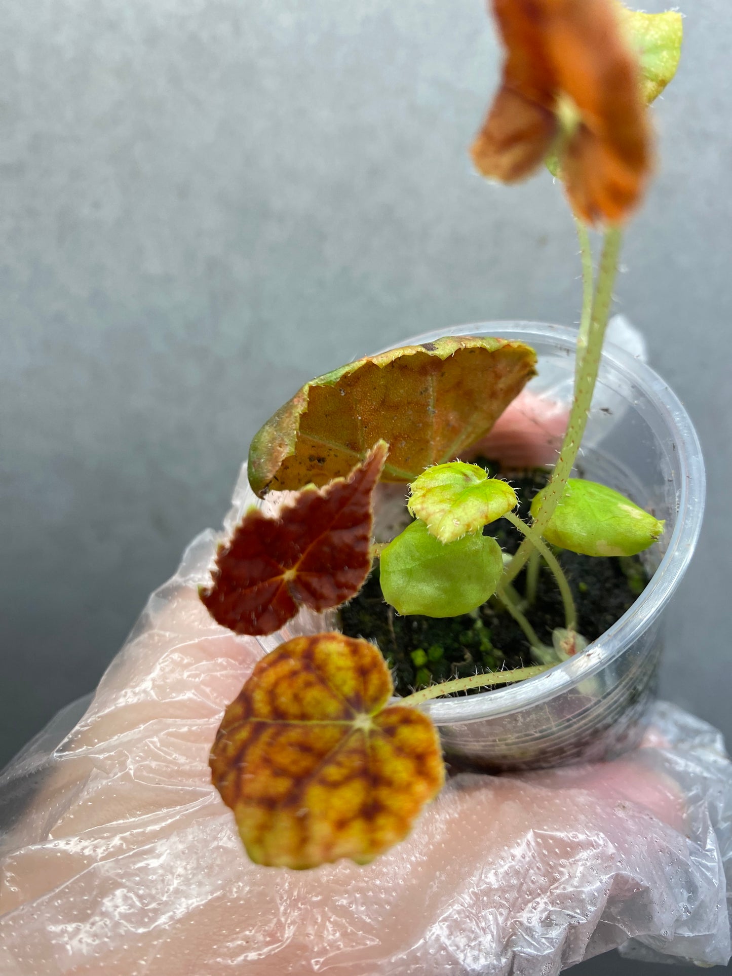 Begonia 'Autumn Ember'