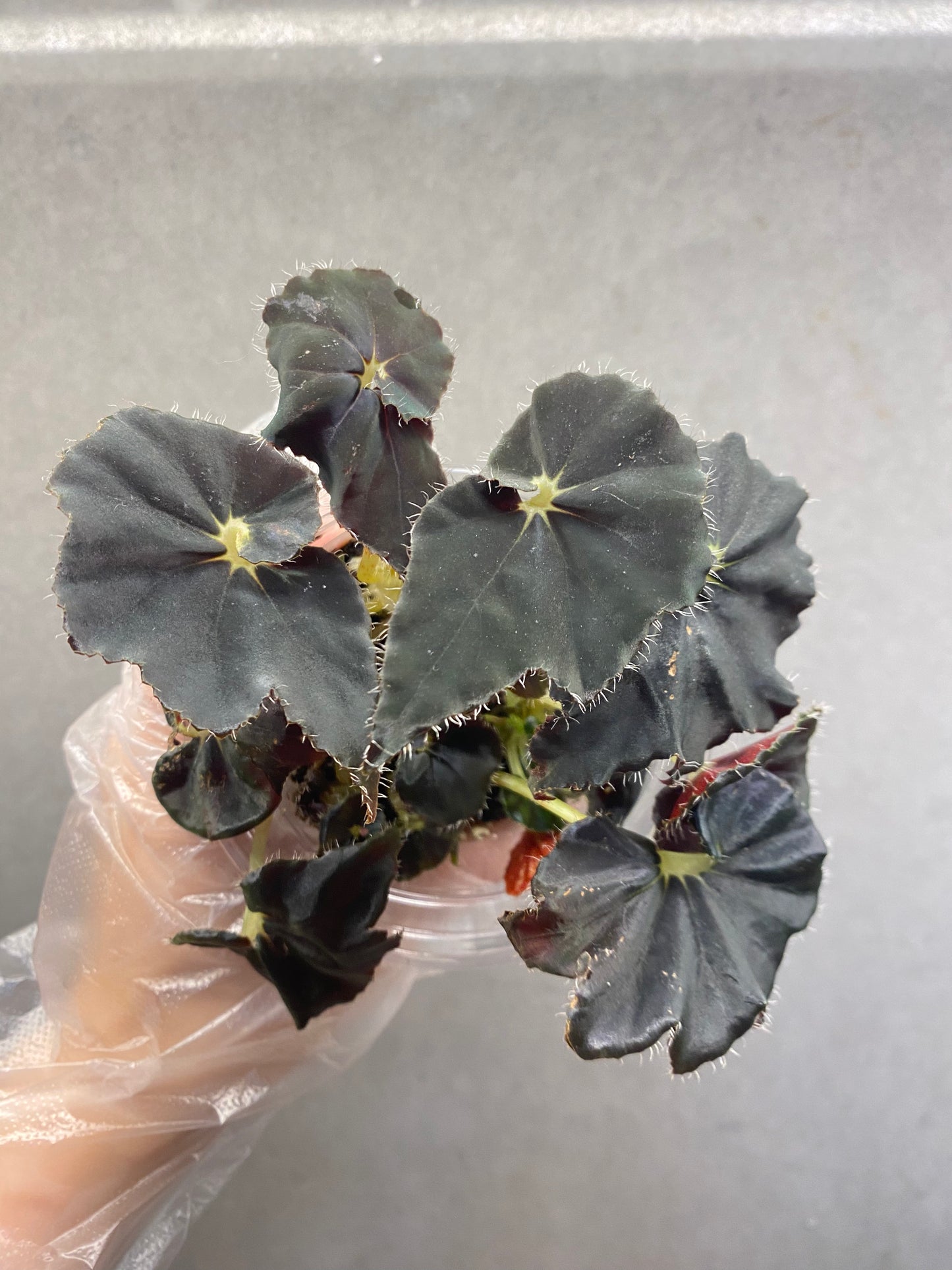 🌿 Begonia 'Black Fang'