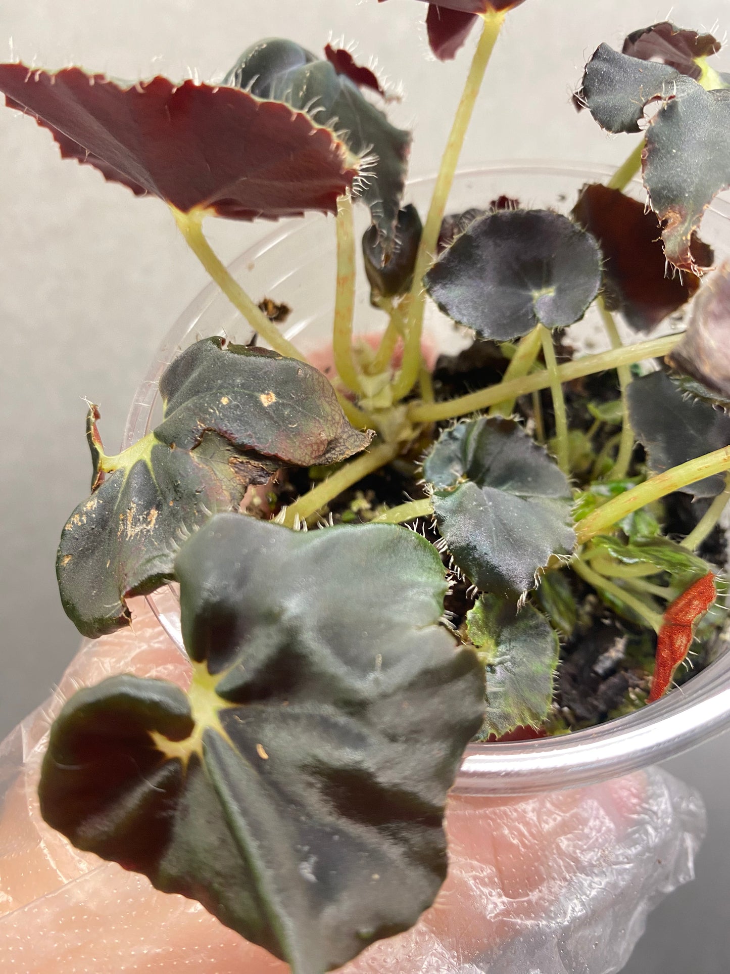 🌿 Begonia 'Black Fang'