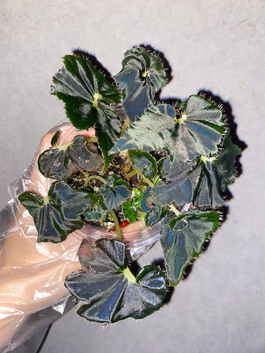🌿 Begonia 'Black Fang'