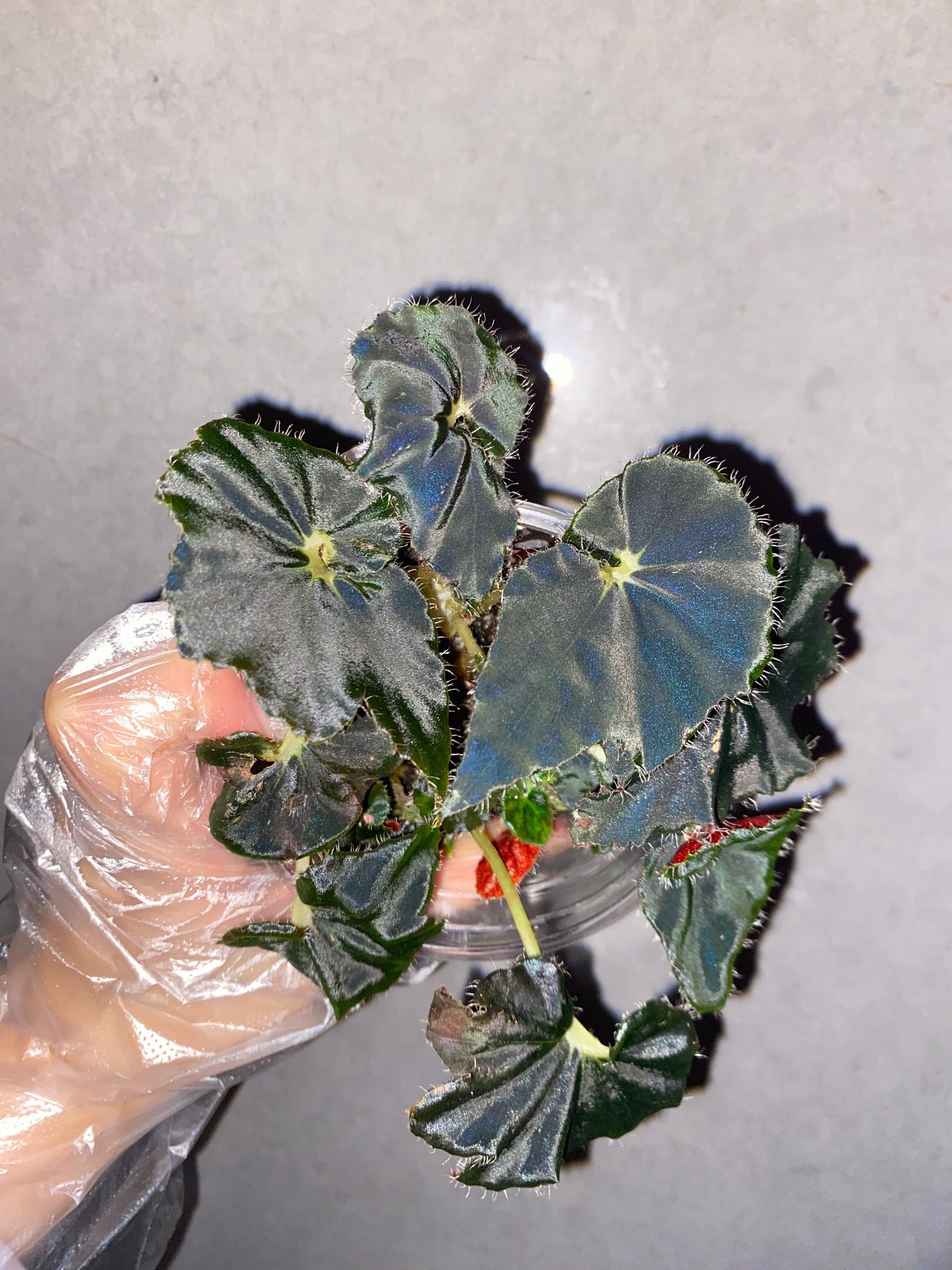 🌿 Begonia 'Black Fang'