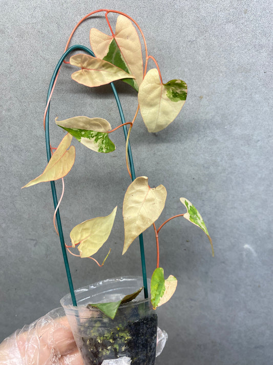 🌿 Fallopia multiflora Pink variegated