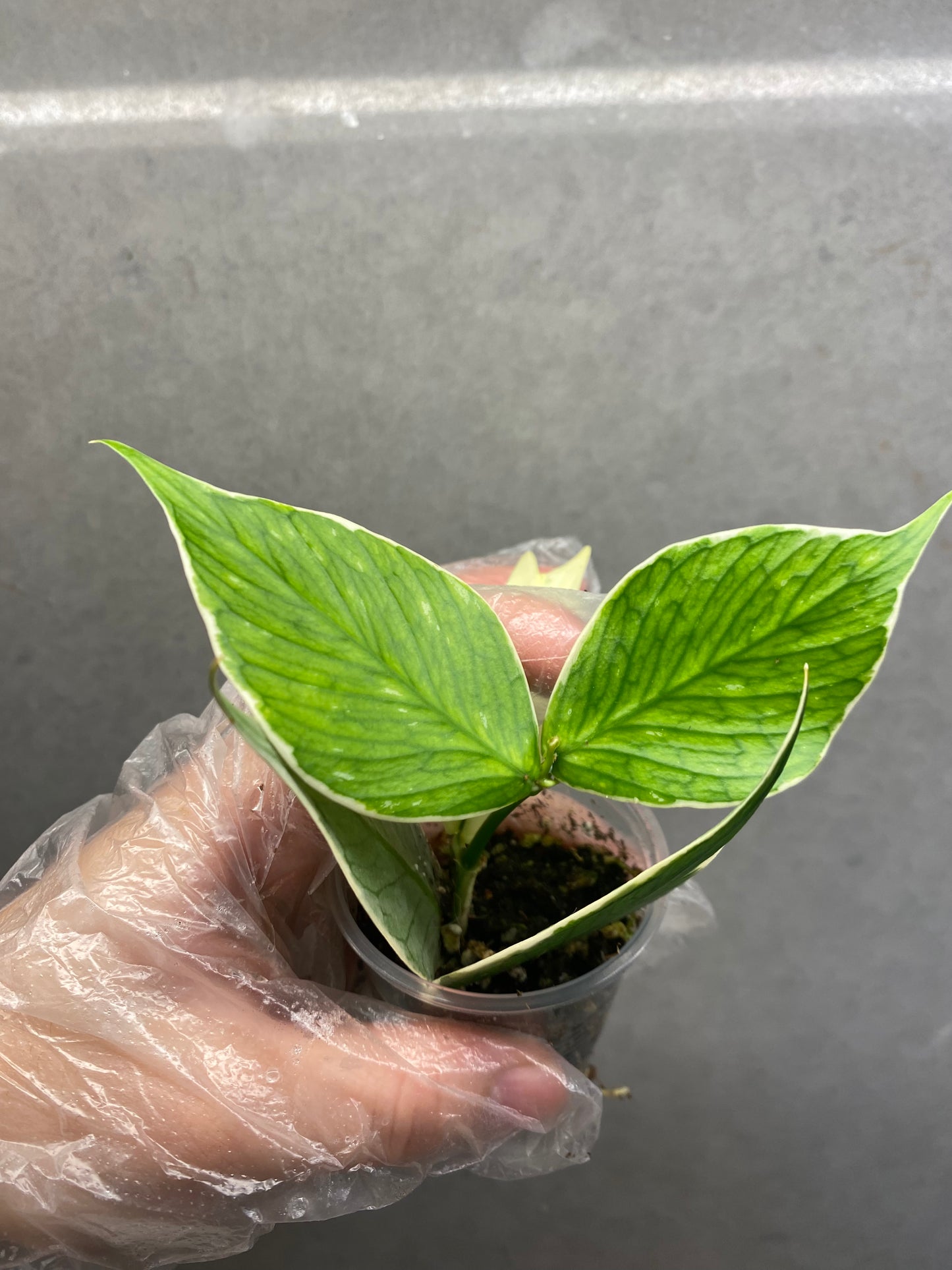 🌿 Hoya polyneura 'Fish Tail' albomarginata