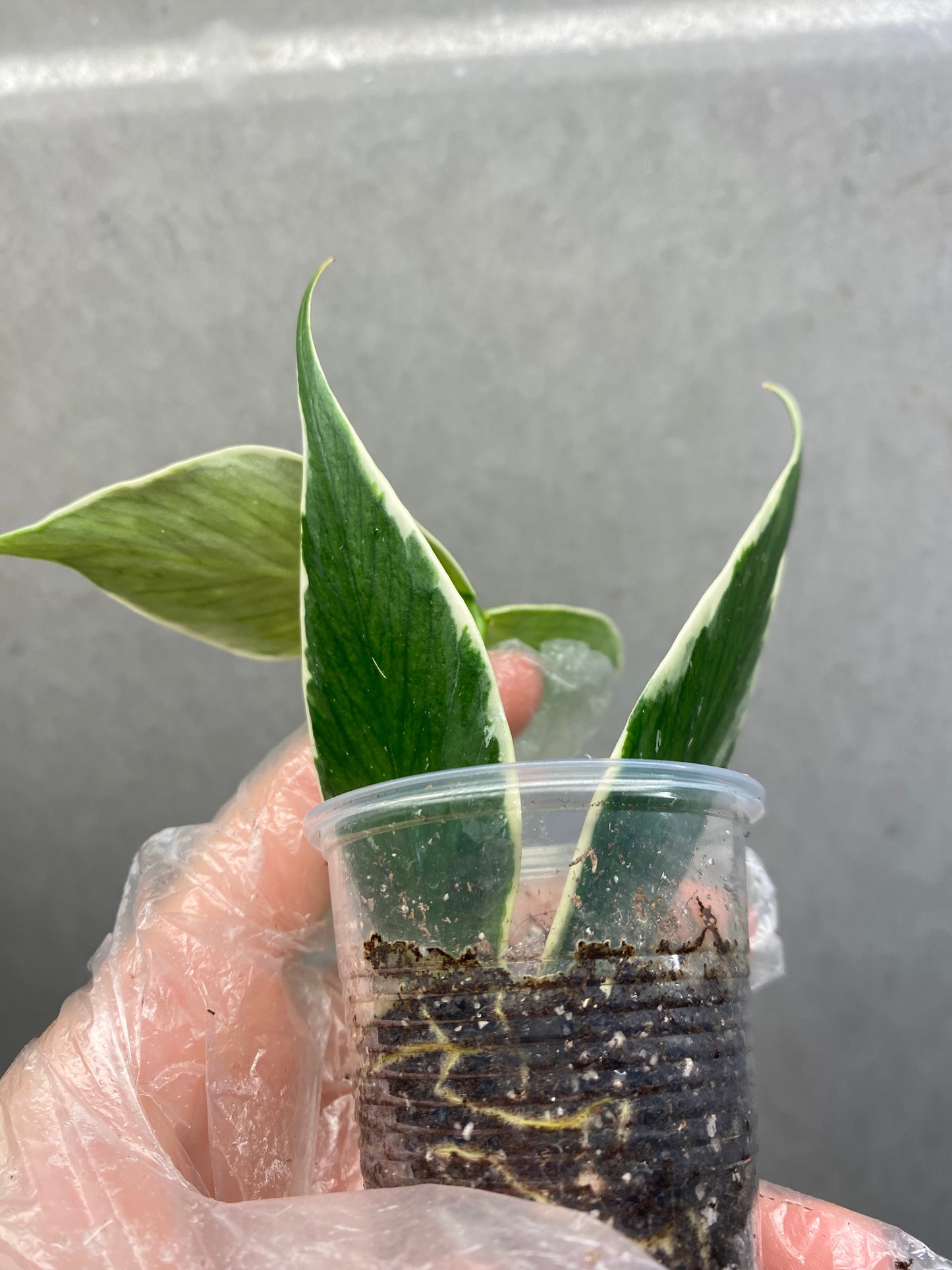 🌿 Hoya polyneura 'Fish Tail' albomarginata