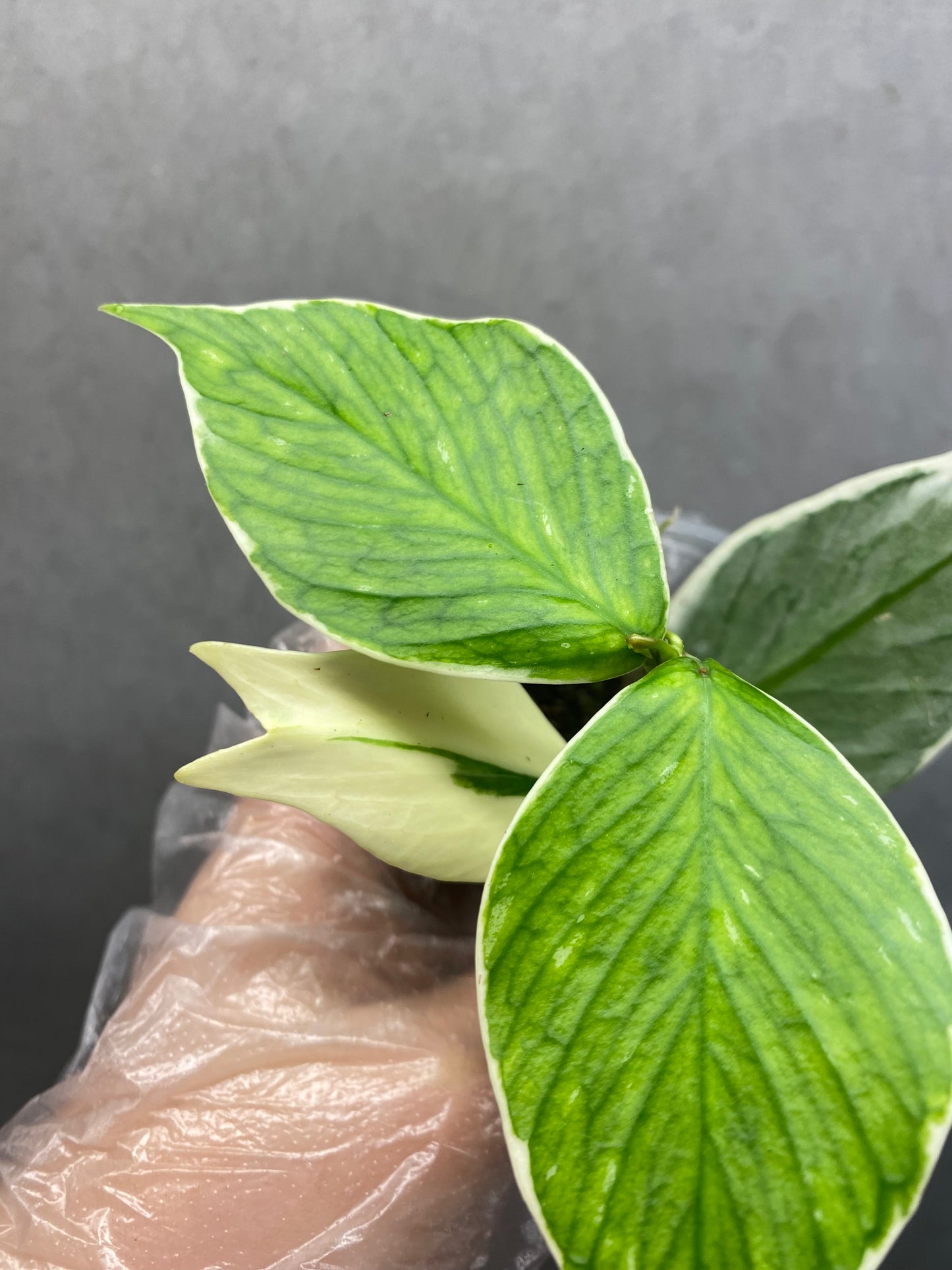 🌿 Hoya polyneura 'Fish Tail' albomarginata