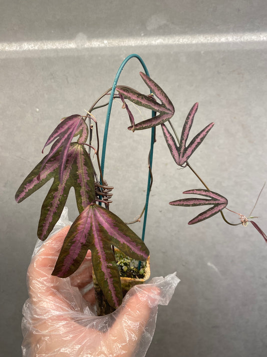 Passiflora trifasciata