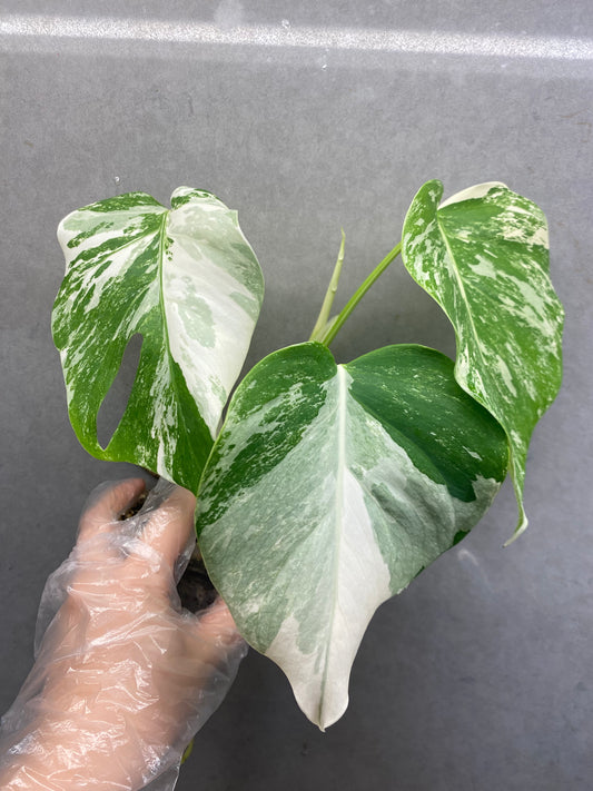 🌿 Monstera Albo
