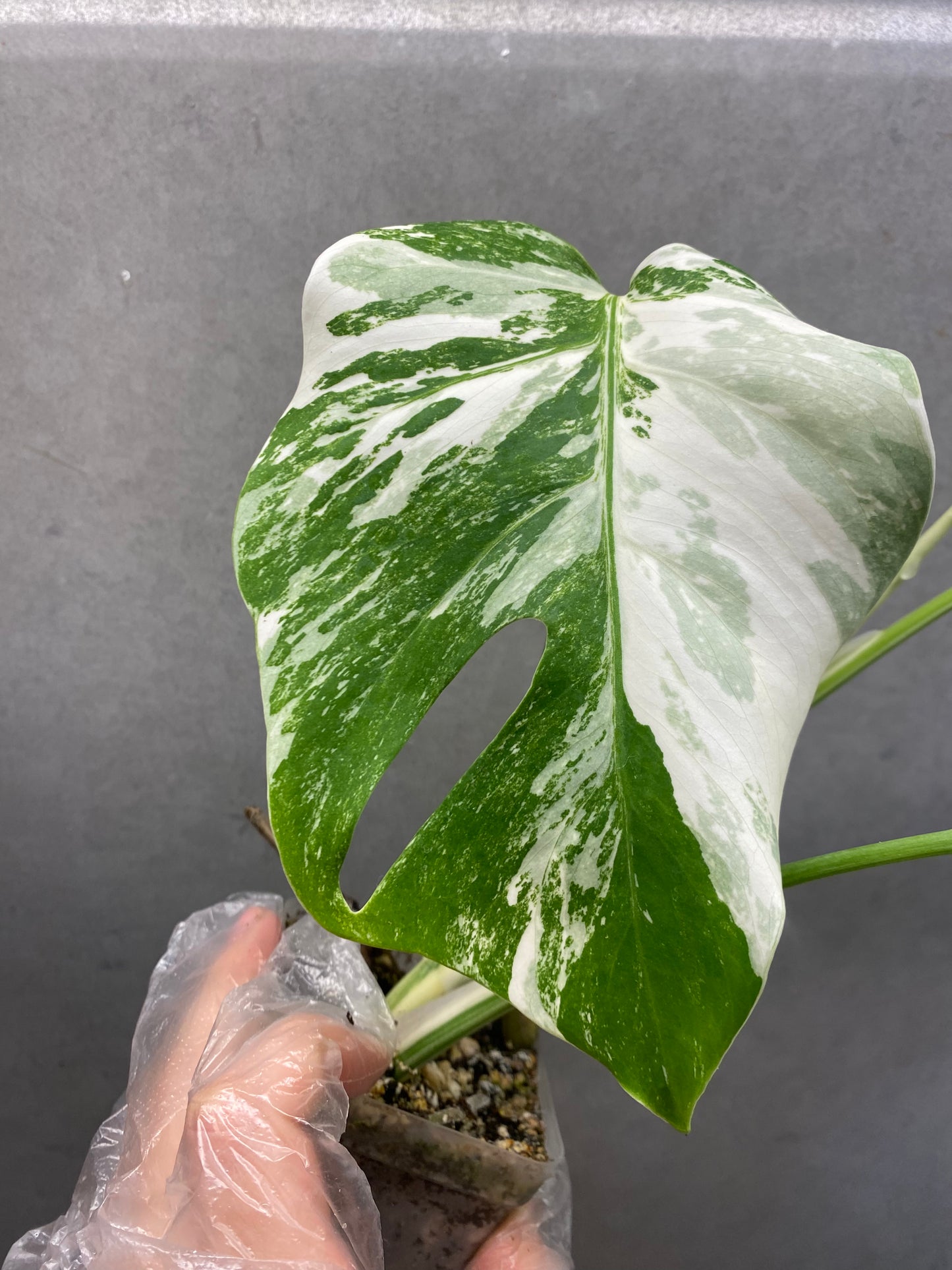 🌿 Monstera Albo