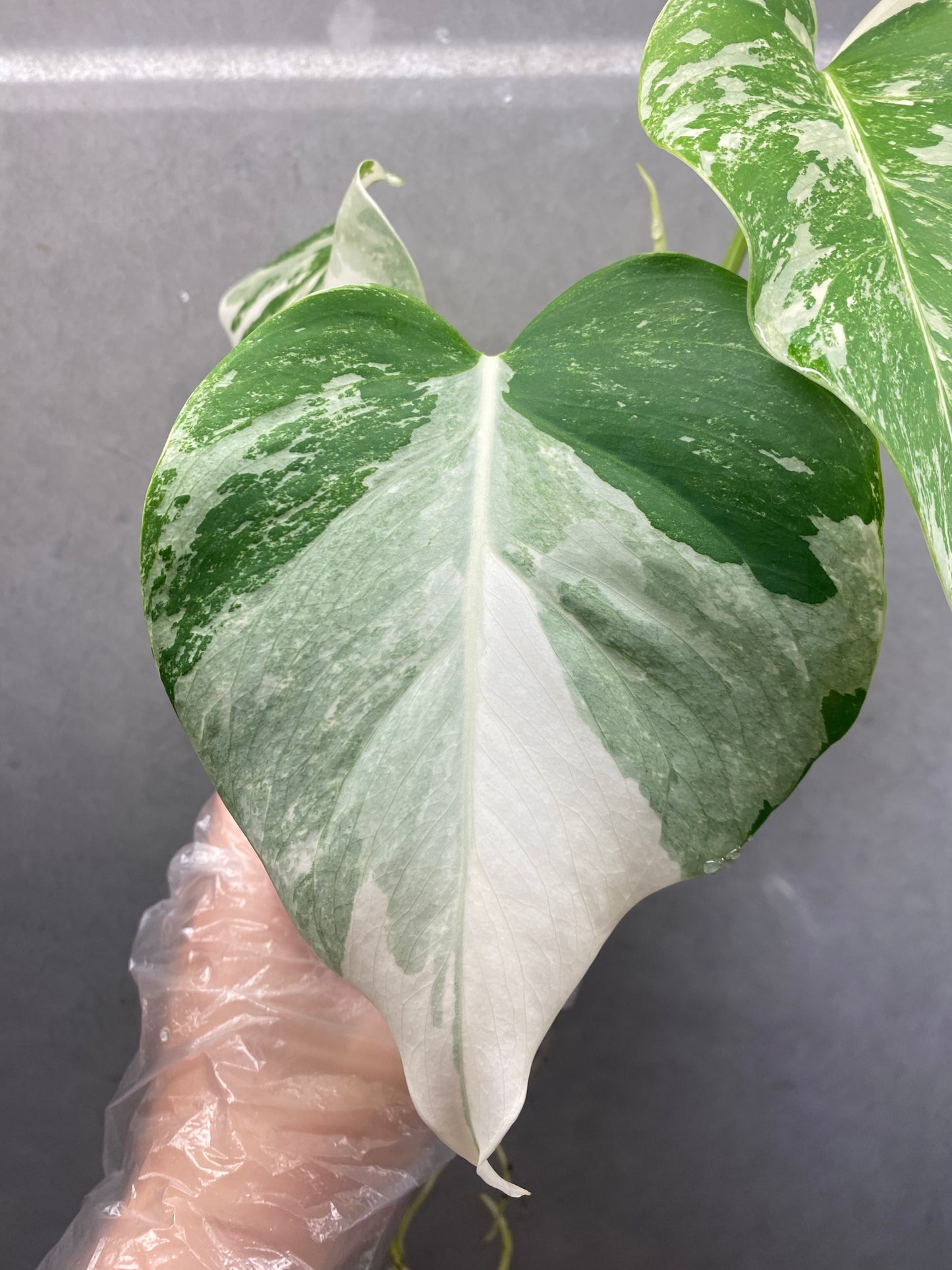 🌿 Monstera Albo