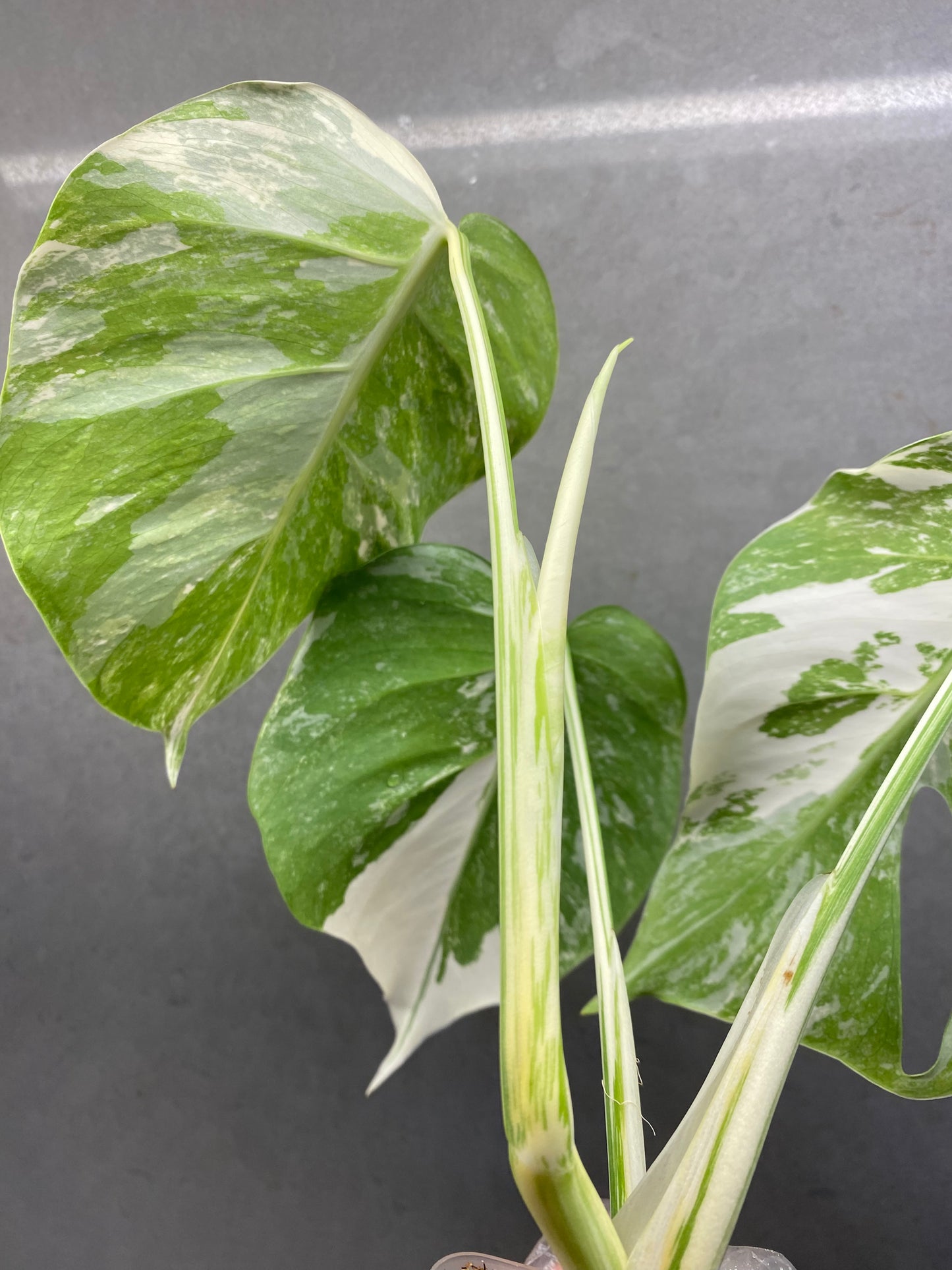 🌿 Monstera Albo