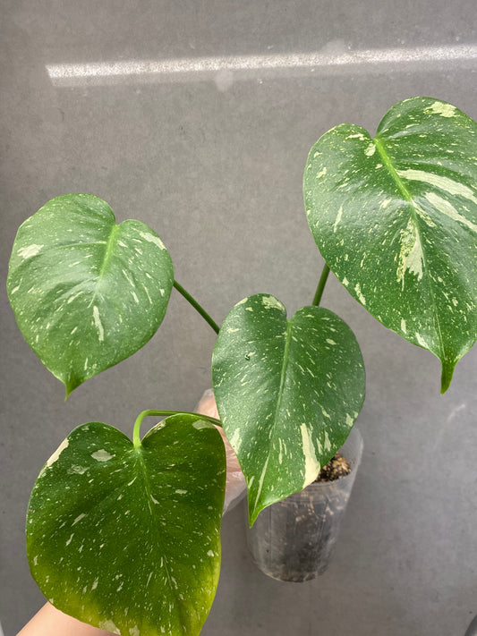 🌿 Monstera Thai