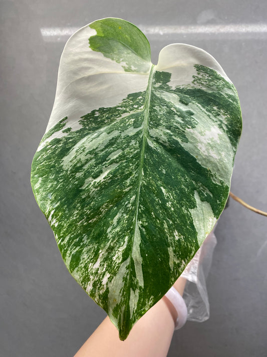 🌿 Monstera Albo