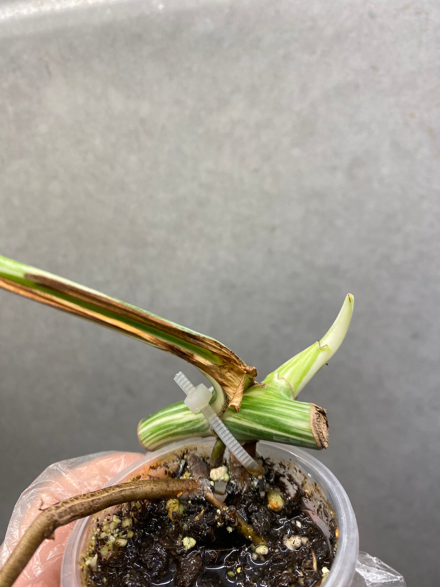 🌿 Monstera Albo