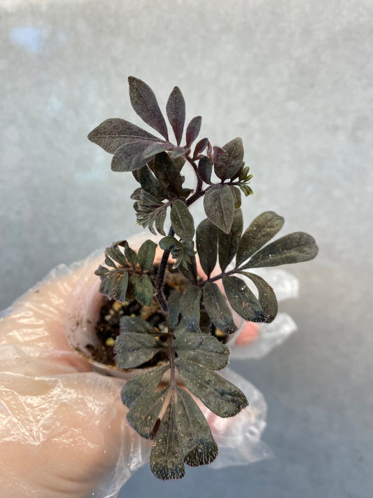 🌿 Solanum uleanum