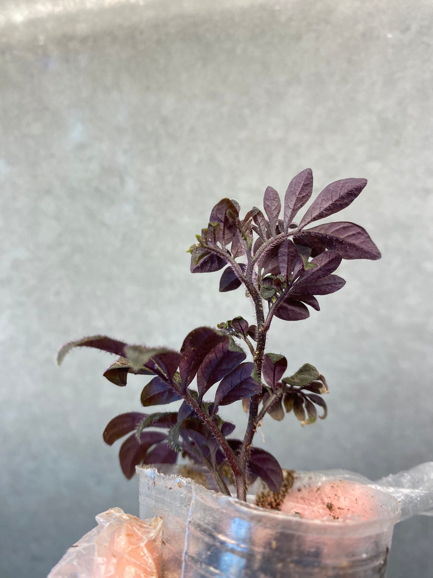 🌿 Solanum uleanum