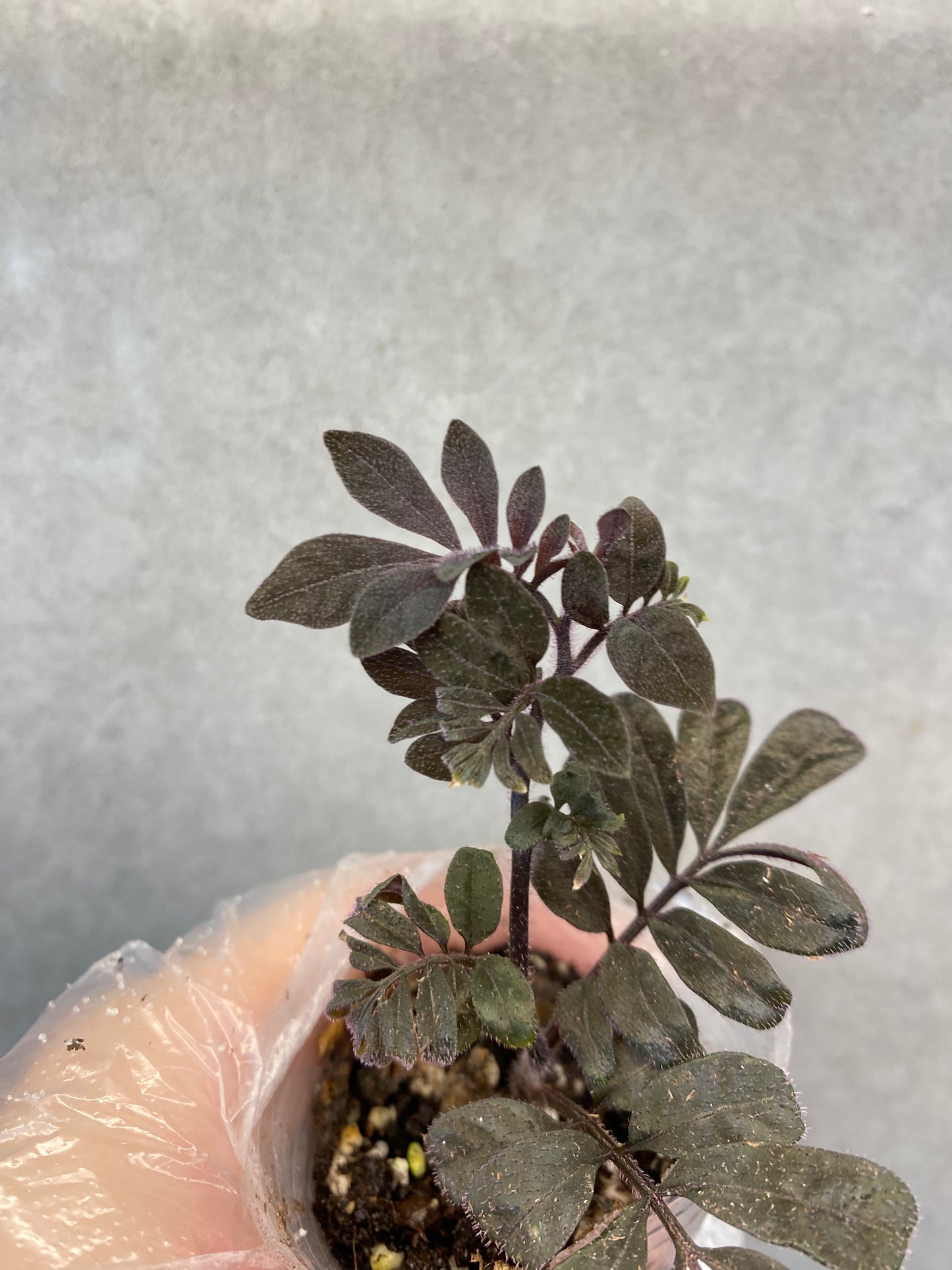 🌿 Solanum uleanum