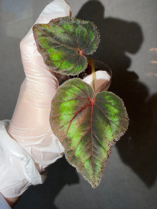 🌿Begonia Cathayanan
