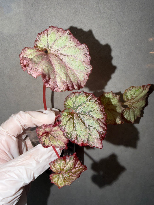 🌿Begonia ‘Pink Panther’
