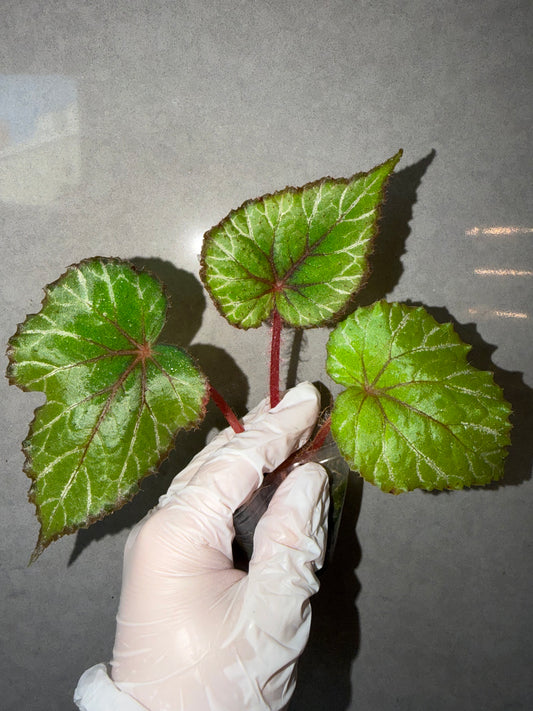 🌿Begonia 'Miss Louisiana