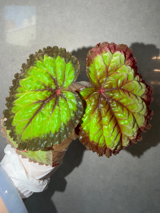 🌿Begonia NoID