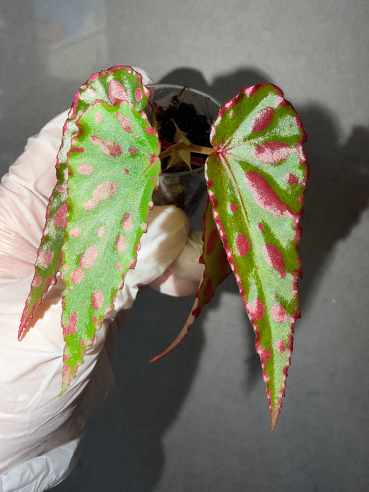 🌿Begonia ‘Pink Lava’