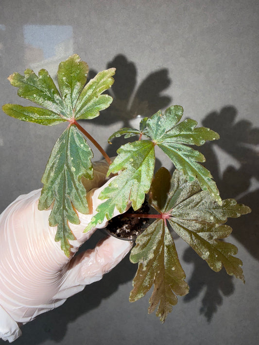 🌿Begonia polilloensis Hybrid
