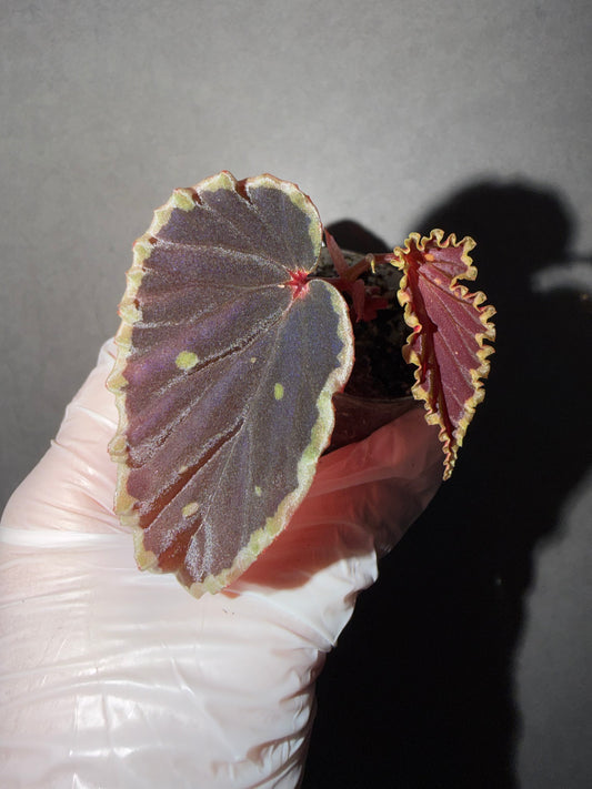 🥷Begonia Darthvaderiana（Green Spot）