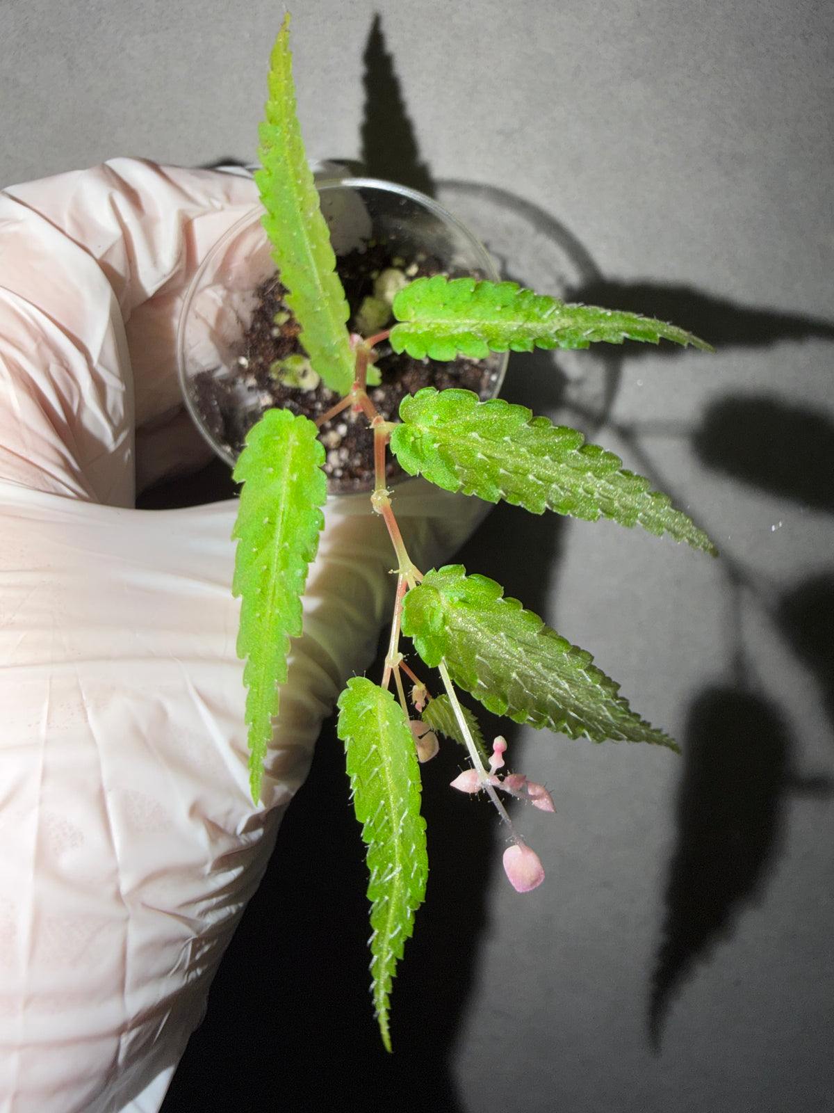 🌿New Begonia pteridiformis