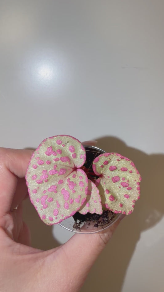 🌸Begonia Roseopunctata