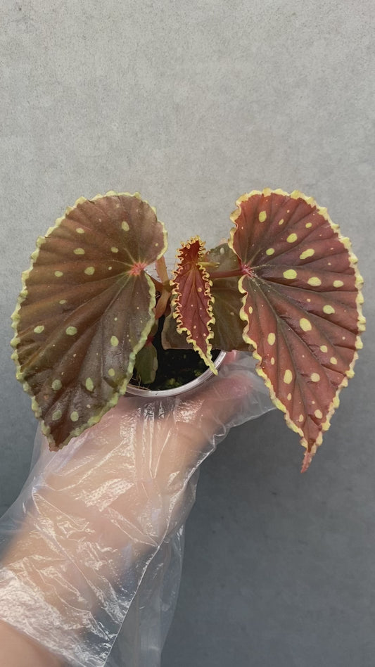 🌿 Begonia darthvaderiana