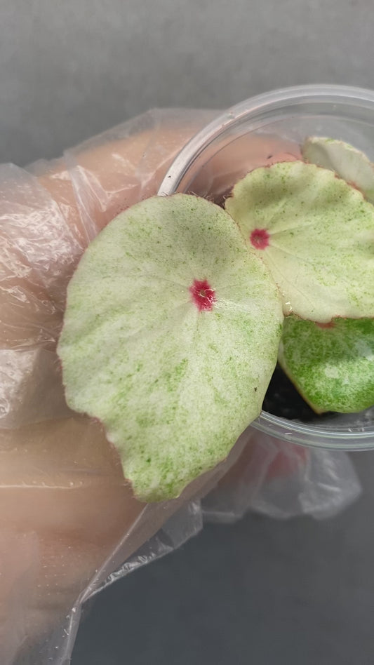 🌿 Begonia 'Rouge' Variegated