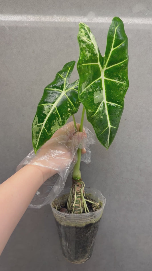 Alocasia ‘Frydek’ albo var(Mother Plant，GTA ONLY）