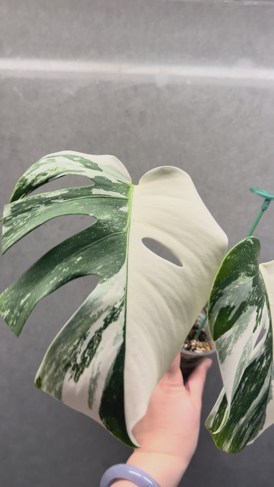 🌿 Monstera Half-Moon albo