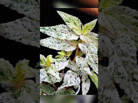 🌿Pellionia repens ’Variegata‘