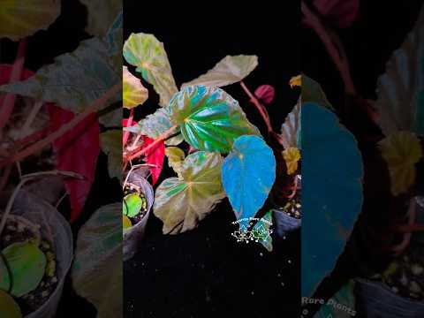 🦚 Begonia Pavonina