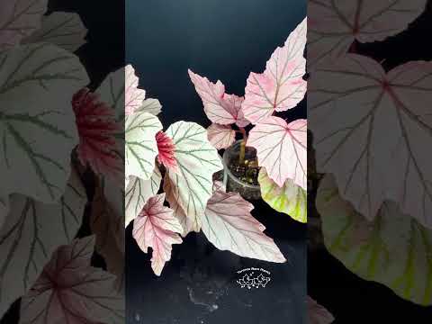 🌿Begonia Lamoon