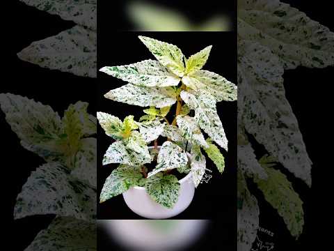 🌿Pellionia repens ’Variegata‘