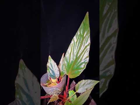 🌿Begonia hatacoa var. rubrifolia（U639）