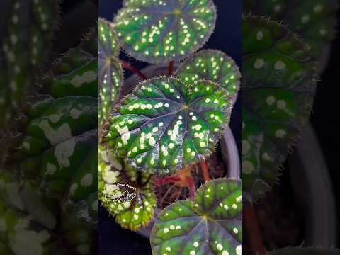 🌿Begonia DS-Little Bead