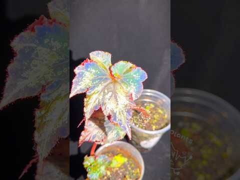 ⚡️Begonia ThunderCloud☁️
