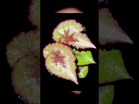 🌠 Begonia ‘DS-Antares’